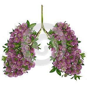 Healthy lungs