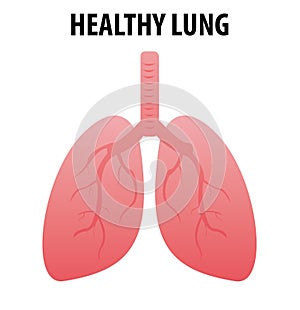 Healthy lungs cartoon flat icon for web design isolated on white background. Scientific medical illustrations of human lungs. Pneu