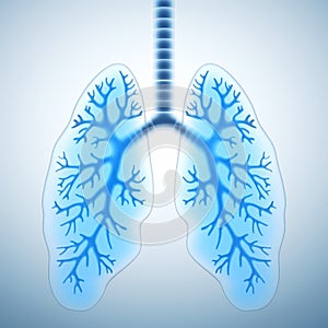 Healthy lungs photo