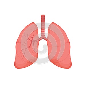 Healthy Lungs - human internal organ.