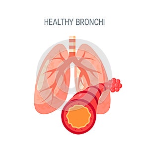 Healthy lungs vector icon in flat style