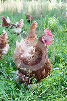 Healthy lying hens walking outdoors in green grass