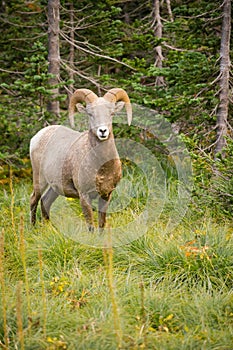 Healthy Male Ram Bighorn Sheep Wild Animal Montana Wildlife