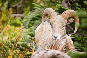 Healthy Male Ram Bighorn Sheep Wild Animal Montana Wildlife