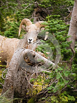 Healthy Male Ram Bighorn Sheep Wild Animal Montana Wildlife