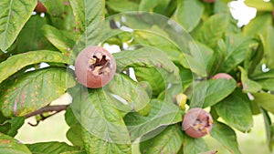 Healthy Medlars in fruit tree