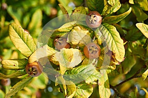 Healthy Medlars in fruit tree - Bawdy autumn fruit medlar brown Mespilus germanica