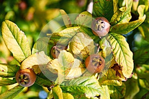 Healthy Medlars in fruit tree - Bawdy autumn fruit medlar brown Mespilus germanica