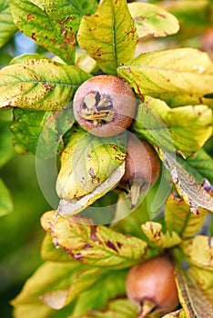 Healthy Medlars in fruit tree - Bawdy autumn fruit medlar brown Mespilus germanica