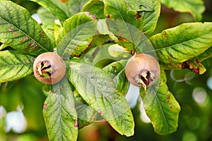 Healthy Medlars in fruit tree - Bawdy autumn fruit medlar brown Mespilus germanica