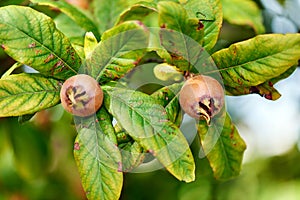 Healthy Medlars in fruit tree - Bawdy autumn fruit medlar brown Mespilus germanica