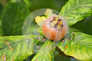 Healthy Medlars in fruit tree - Bawdy autumn fruit medlar brown Mespilus germanica