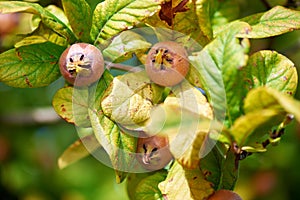 Healthy Medlars in fruit tree - Bawdy autumn fruit medlar brown Mespilus germanica
