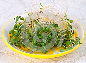 Healthy microgreen nutrition