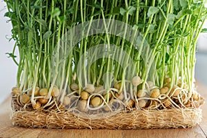 Healthy microgreen sprouts germinated from organic peas seeds