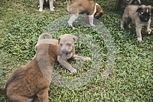 Healthy and mischievous puppies play with each other on the grass of a lawn or park. One month old pups