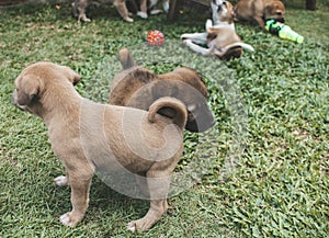 Healthy and mischievous puppies play with each other on the grass of a lawn or park. One month old pups