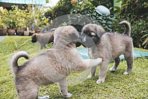 Healthy and mischievous puppies play with each other on the grass of a lawn or park. One month old pups