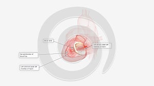 Healthy Mitral Valve Function i