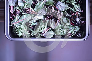A healthy mix of assorted baby micro-green salad leaves laid out in a tray