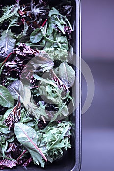 A healthy mix of assorted baby micro-green salad leaves laid out in a tray