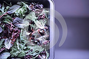 A healthy mix of assorted baby micro-green salad leaves laid out in a tray