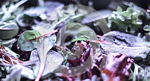 A healthy mix of assorted baby micro-green salad leaves laid out in a tray