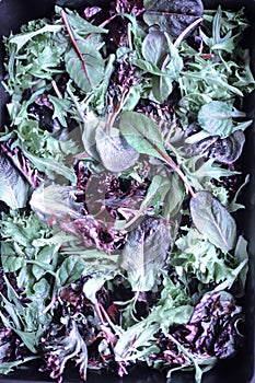 A healthy mix of assorted baby micro-green salad leaves laid out in a tray