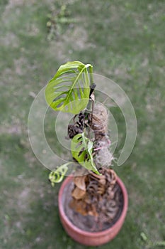 Healthy Monstera Adansonii growth featuring fresh fenestrated leaf