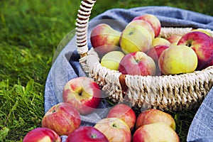 Healthy Organic Apples in the Basket