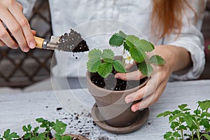 Healthy organic food concept. Close up of hands children hold seedling tomato In peat pot. Seedling green plant of tomato.
