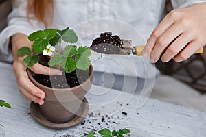 Healthy organic food concept. Close up of hands children hold seedling tomato In peat pot. Seedling green plant of tomato.