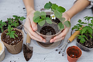 Healthy organic food concept. Close up of hands female hold seedling tomato In peat pot with ground. Seedling green plant of