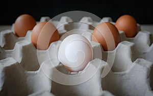 Healthy organic food, Ingredient protein breakfast, Fresh brown chicken eggs with unique white duck egg