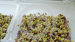 Healthy organic food micro greens bio organic edible harvest after sowing.