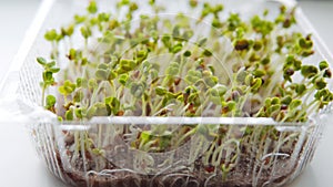 Healthy organic food micro greens bio organic edible harvest after sowing.