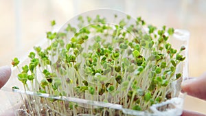 Healthy organic food micro greens bio organic edible harvest after sowing. Health eco gardening, business concept.