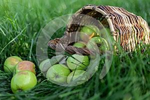 Healthy organic green apples in a wicker basket on green grass in sunlight. The concept of autumn harvest and healthy