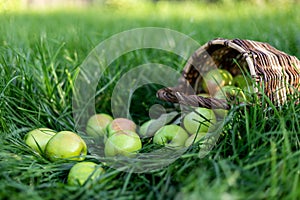 Healthy organic green apples in a wicker basket on green grass in sunlight. The concept of autumn harvest and healthy