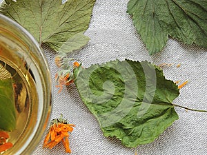 Healthy organic herbal tea with calendula and dry leaves of blackcurrant and mulberry.