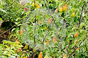 Healthy organic pears on branch in fruits garden