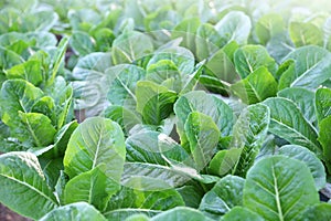 Healthy organic romaine cos salad lettuce for vegan and vegetarian