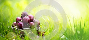 Healthy organic summer food harvest; fresh cherry fruit on a green grass background