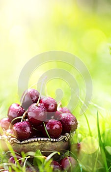 Healthy organic summer food harvest; fresh cherry fruit on a green grass background