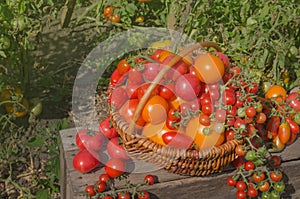 Healthy organic vegetables on a wooden background