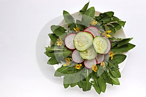 Healthy organic vegetarian salad with fresh radish, cucumber and dandelion leaves decorated with edible yellow flowers.