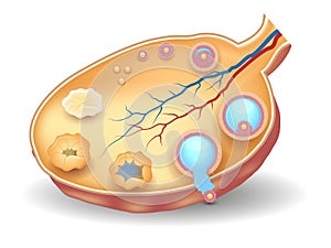 Healthy ovary structure, follicular development