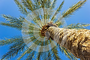 Healthy Palm Tree and Palm Leaves against Blue Sky