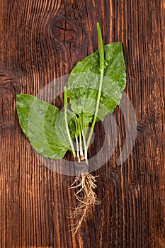 Healthy plantain leaves