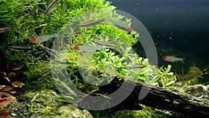 Healthy plants and moss oxygenate iwagumi Amano style nature freshwater aquarium with air bubbles, planted aquascape design